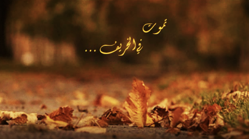 الشكل (9) : أوراق الخريف المتناثرة